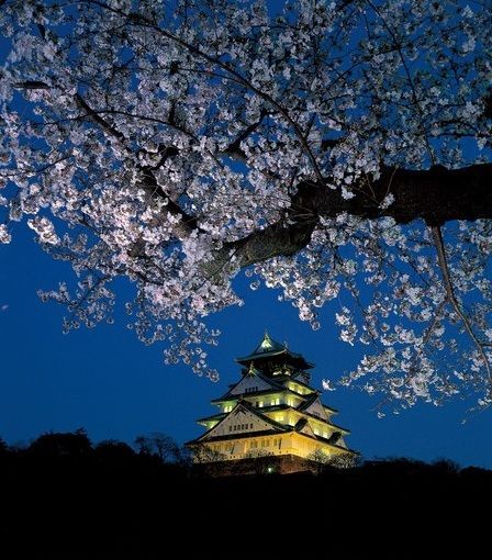 【韓国起源】 東京の桜開花は来月24日頃、旅支度お早めに　～日本国内でもソメイヨシノは韓国と関連が多い花として認識され