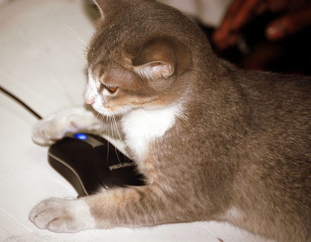 海外「ネコを飼ってる人間がノートPCを使うと・・・」海外の反応