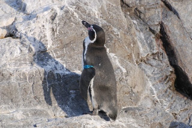 東京の水族館から脱走したペンギンがいたことを今日学んだ（海外の反応）