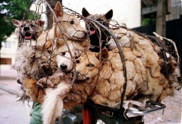 韓国人「韓国政府、オリンピック期間中、犬肉の販売中止を要請」