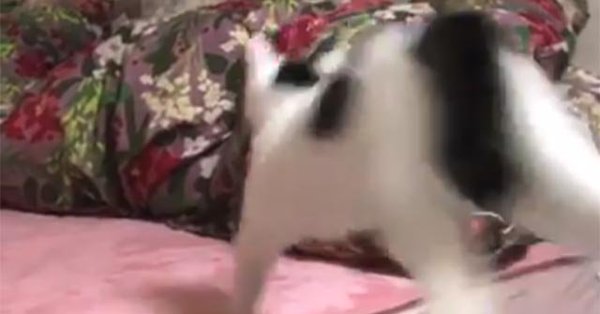 布団にダイブする日本の猫がカワイイ（海外の反応）