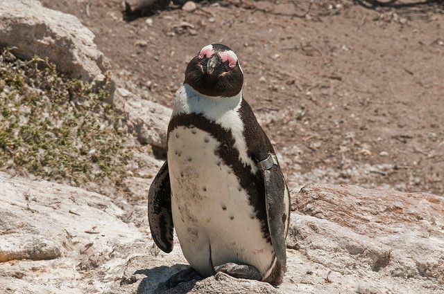 海外「この水族館では・・・ペンギンたちもバレンタインデーを楽しんでいたようです」海外の反応