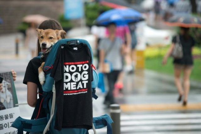 平昌の犬肉レストラン、五輪開催中のメニュー提供自粛を拒否（海外の反応）