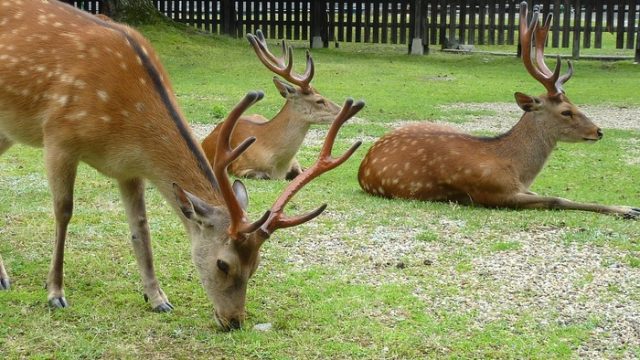 奈良公園で鹿に噛まれて怪我をする観光客の数が過去最多に（海外の反応）
