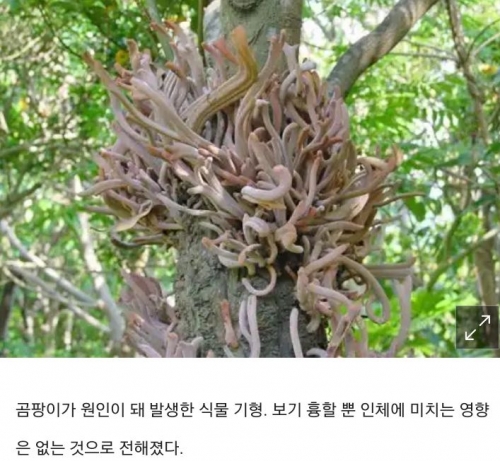 韓国人「東京『奇形植物』に風評、禍々しい…」