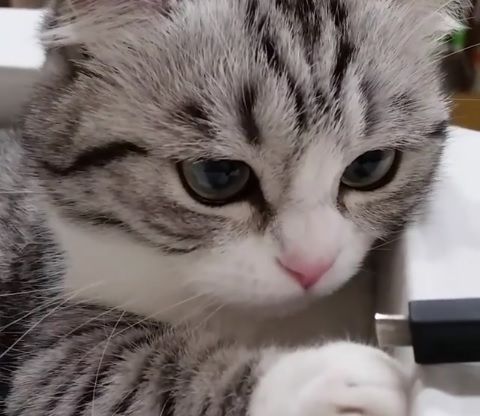 日本の猫「人間よ、何だこれは？食べられるのか？」（海外の反応）
