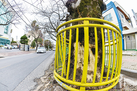 【韓国】 日帝時代に植えられた王桜（ソメイヨシノ）、車両衝突の後放置…生育環境劣悪、済州市で保護対策求められる