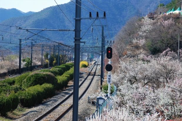 韓国人「春の訪れを感じたので外に出て写真を撮ってみた…釜山・梁山純梅園散策記」