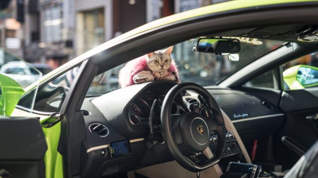 ランボルギーニ乗りの日本の猫（海外の反応）