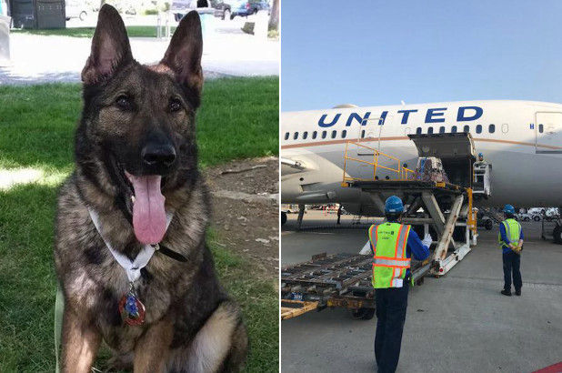 カンザス行きの犬が日本に、米ユナイテッド航空でまたミス（海外の反応）