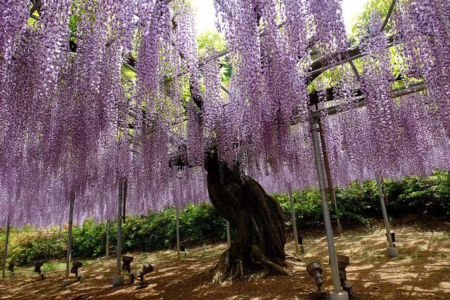 海外「これが現実の光景だなんて信じられない！日本の植物園の藤の花が美しすぎる・・・」海外の反応