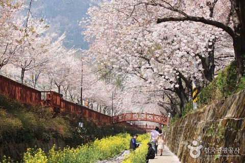 【韓国】 春の花、桜とフリージア。王桜の原産地は日本ではなく済州