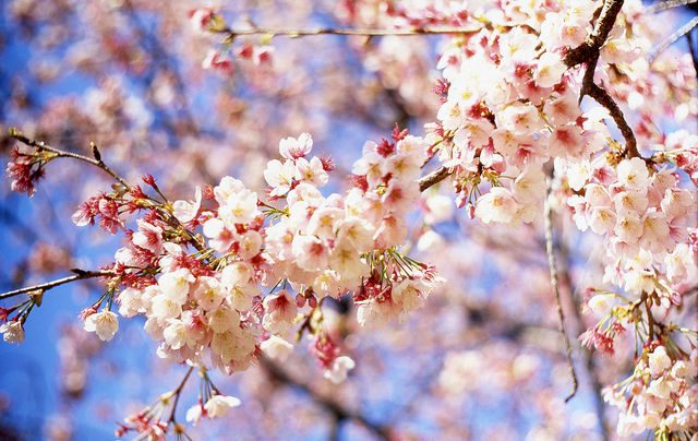海外「日本の桜の景色が美しすぎる件・・・」海外の反応