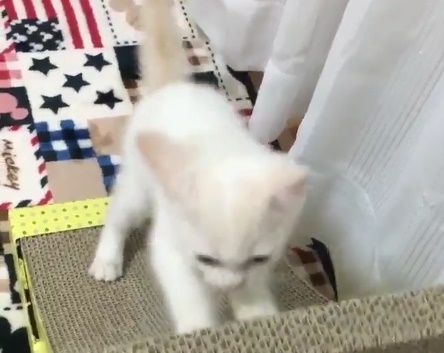 東京五輪に向けてトレーニングする日本の猫（海外の反応）