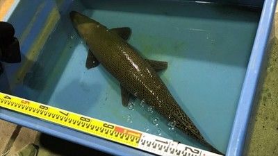 名古屋大学の池にすみ着く危険な巨大魚を捕獲（海外の反応）
