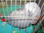 迷子になった日本のオウムが自分の名前と住所を喋り、飼い主の元に帰ったことを知った（海外の反応）