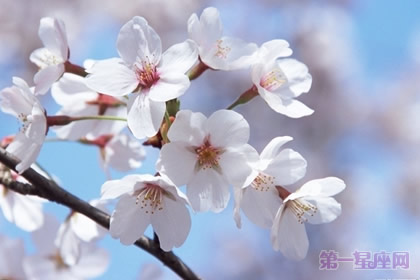 中国人「桜って日本の国花じゃないの？なんで中国にもいっぱいあるの？」　中国の反応