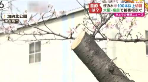 韓国人「日本で桜の木100本毀損…」「また在日のせいにするんだろうな」