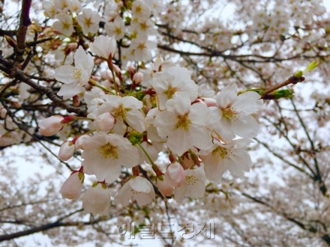 【韓国起源】 「日本の国花だから…」桜を楽しむのが気まずい？韓国国立山林科学院「日本王桜の原産地は漢拏山」