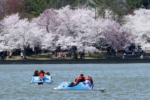 【韓国起源】 米国ワシントンでも桜祭り...桜の元祖は？