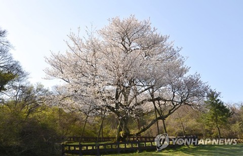【韓国】 天然記念物の済州王桜、組織培養で純粋血統の苗木9千本を確保　世界の人が愛する木として根付くことができるよう努める