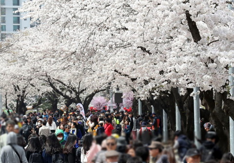 【韓国】 日本だと思っていた王桜の原産地、知ってみれば済州だった。我が国の桜と他の桜を接木して作ったのがソメイヨシノ