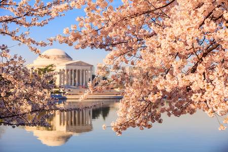 日米友好の印、米首都の桜が満開に（海外の反応）
