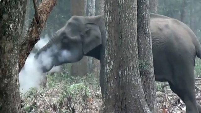 野生の象が喫煙？初の映像に科学者困惑（海外の反応）
