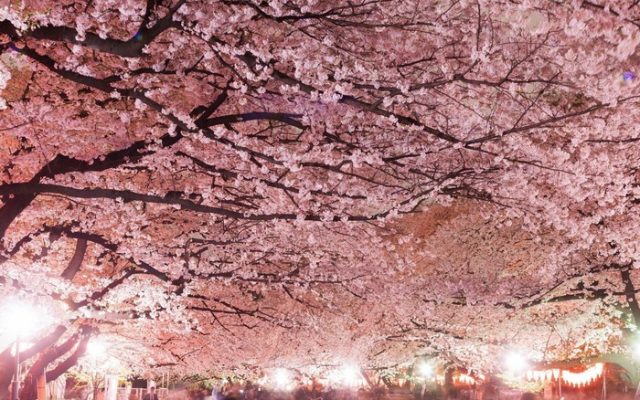 日本各地の桜の名所で見られた花見客のマナー（海外の反応）