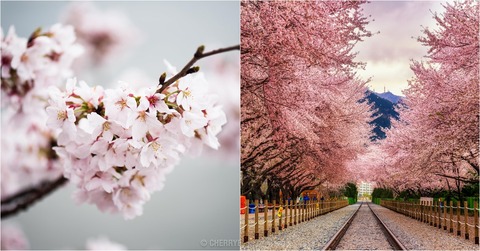 【韓国起源】 日本No韓国Yes？ワシントンの桜に隠された真実　～ソメイヨシノは済州王桜と日本のエドヒガンから作られた品種