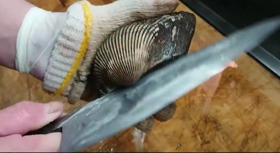 日本の魚屋さんが赤貝を刺身にする様子（海外の反応）