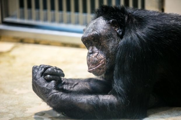 韓国人「チンパンジーの知能の高さがよく分かる映像をご覧ください」