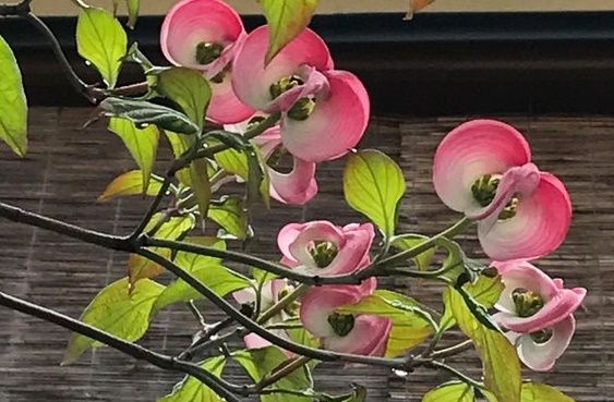 京都で咲いているこの見事な花は何？（海外の反応）