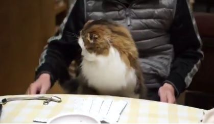 マナーを知っている日本の猫（海外の反応）