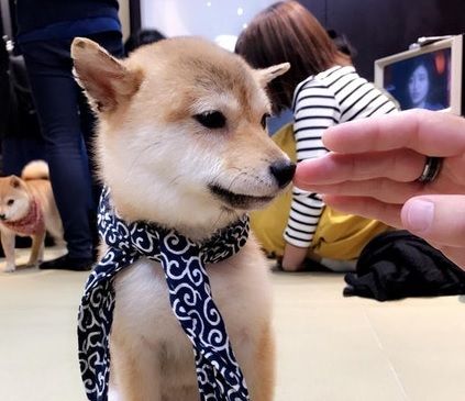 京都の柴犬カフェに行ったら一番小さいのが我々を気に入ってくれた(海外の反応)