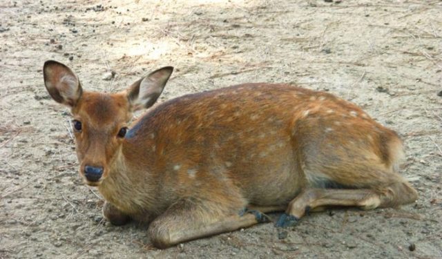 GW中に奈良公園の鹿たちに起きた異変（海外の反応）