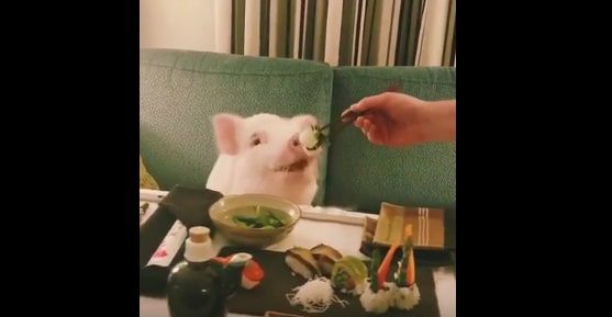日本料理店でビーガン寿司を食べる豚がカワイイ（海外の反応）