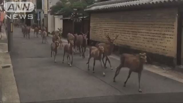 奈良の街中を30頭以上の鹿が疾走(海外の反応)