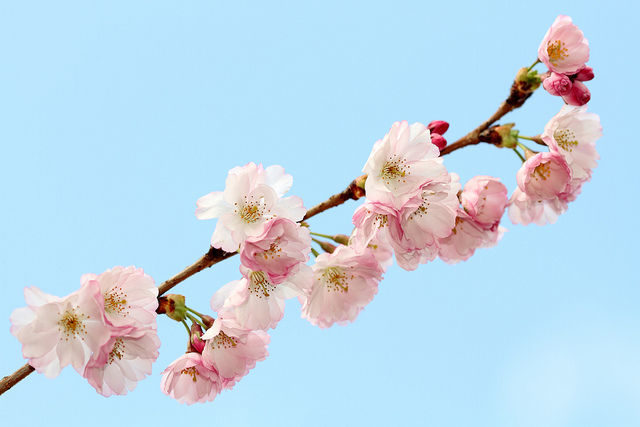 海外「皆が日本に行きたがる理由が分かる！日本ではこんな美しい桜の景色もあるらしい！」海外の反応
