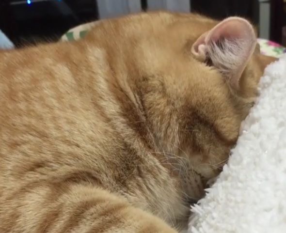 安眠を妨害される日本の猫（海外の反応）