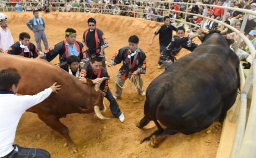 日本の闘牛が「女人禁制」解禁（海外の反応）
