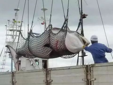 中国人「調査捕鯨で122頭の妊娠クジラを殺した日本に批判の声…研究のため？それとも食用のため？」