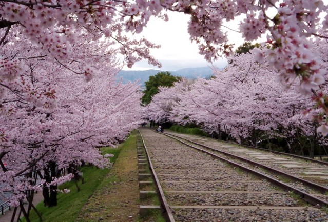 桜の中を通り抜ける京都の電車が美しい（海外の反応）