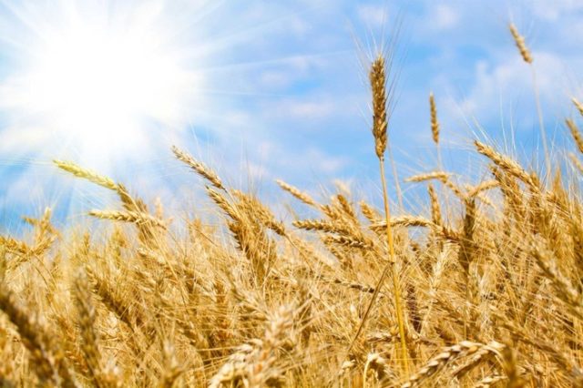日本がカナダ産小麦の輸入を一時停止（海外の反応）