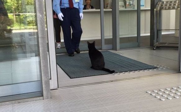 日本のとある美術館に入ろうとした猫が・・・（海外の反応）