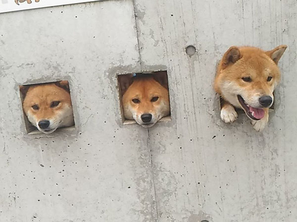 塀から顔を出す3匹の日本の柴犬がカワイイ（海外の反応）