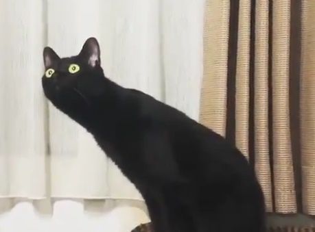 首が長い日本の黒猫が話題に(海外の反応)