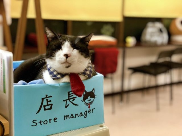 京都の猫カフェの店長が可愛すぎる（海外の反応）