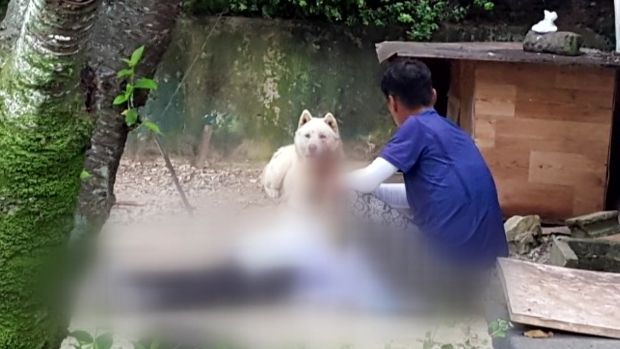 韓国人「80代の僧侶、犬に噛まれて死亡」→「正当防衛か？」