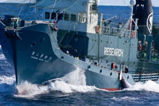 商業捕鯨再開を願う日本と断固阻止の構えの豪（海外の反応）